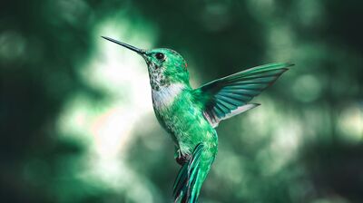 A hummingbird captured mid air with its wings back, facing the left.
