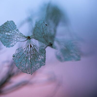 Leaf that has begun to disintegrate and decompose with a purple and blue blurred background