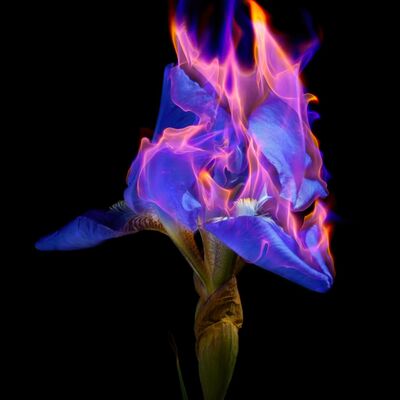 A blue petaled flower, in flames.