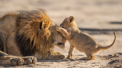 An adorable wildlife photo of a small lion cub standing on its hind legs and placing a paw affectionately on the massive head of a male lion with a dark mane, as both lie on a sandy ground.
