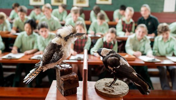 Taxidermy kookaburra and magpie in foreground. Class of students in background.