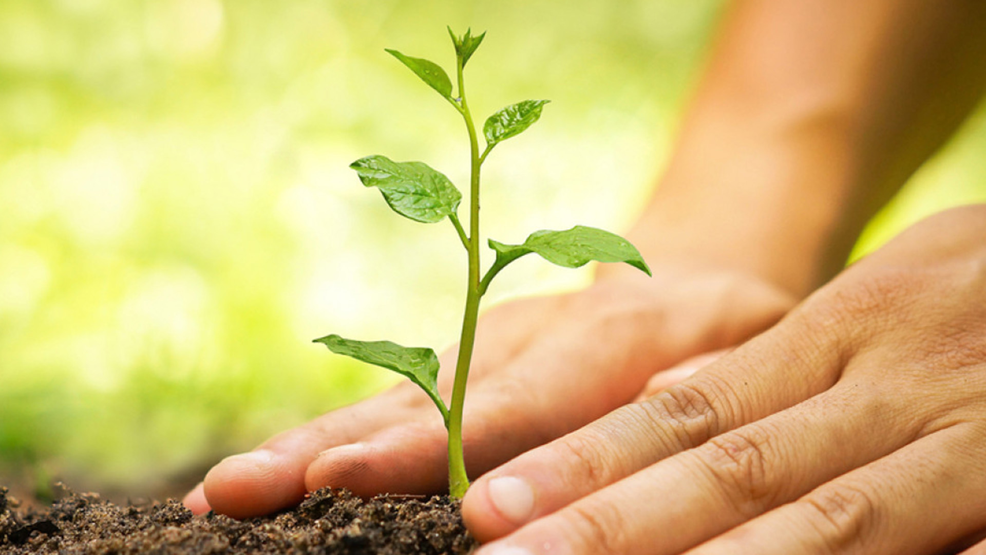 Tree planting