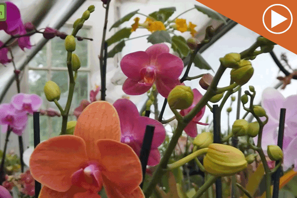 Watch: Seagrove Orchids