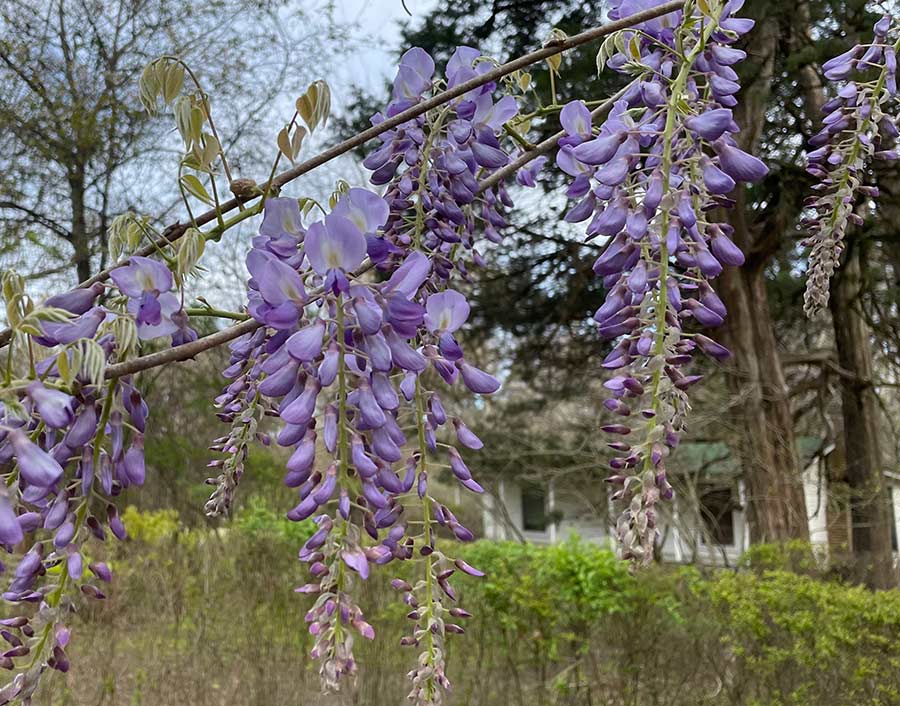 Purple wisteria vine with Rowan Oak out building n background