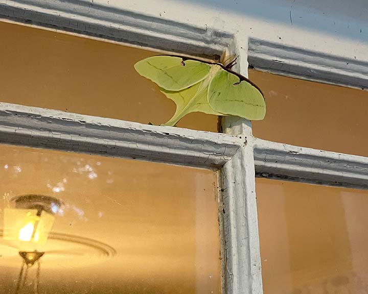 LUNA MOTH