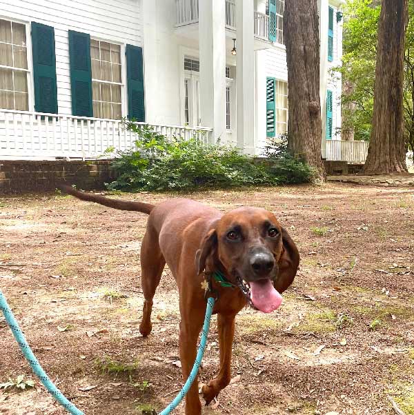 Dog on leash in front of William Faulkner's Rowan Oak