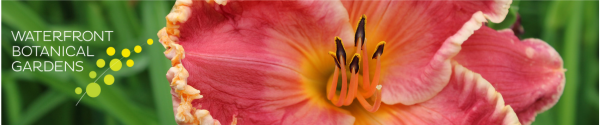 A close-up of a vibrant pink and yellow daylily in full bloom, with delicate ruffled edges and dark stamens. The Waterfront Botanical Gardens logo is displayed on the left side of the image.